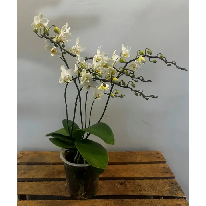 Orhidee Kollased õied 3-4 vart