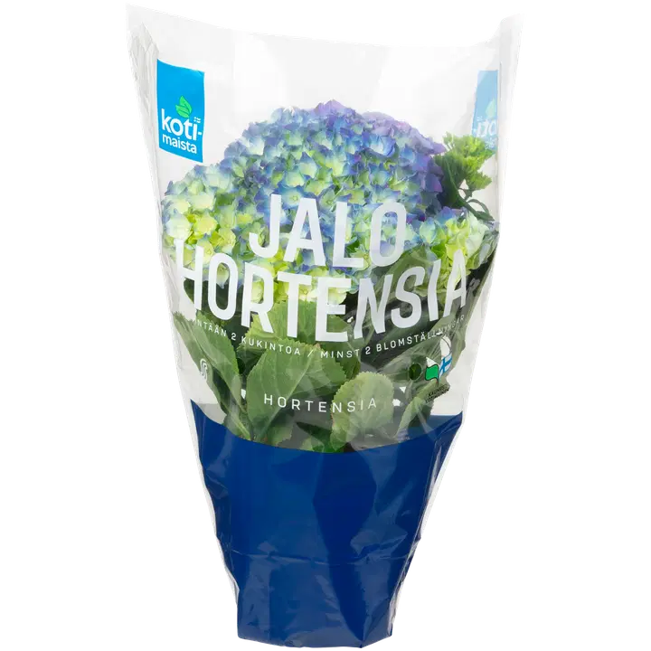 HORTENSIA 2-3 ÕIT