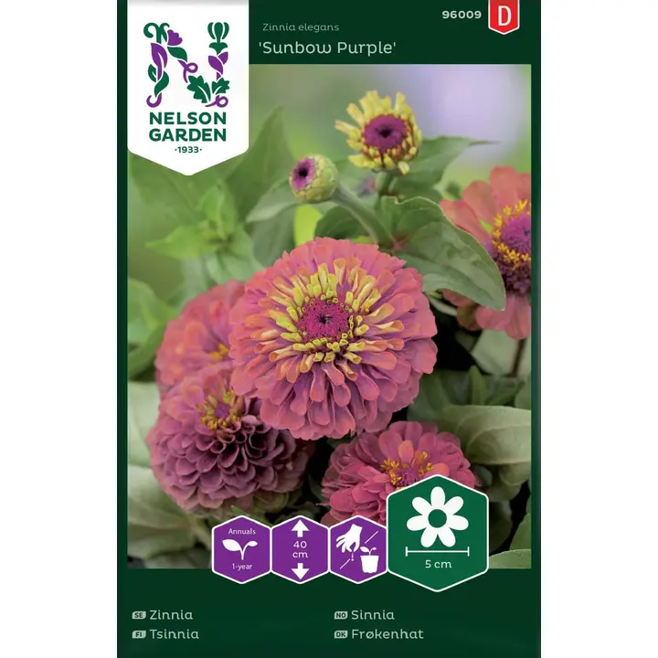 96009 zinnia sunbow purple