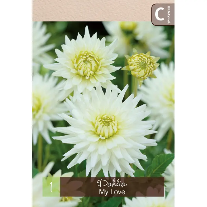 Kaktusdaalia 'My Love' 1kpl