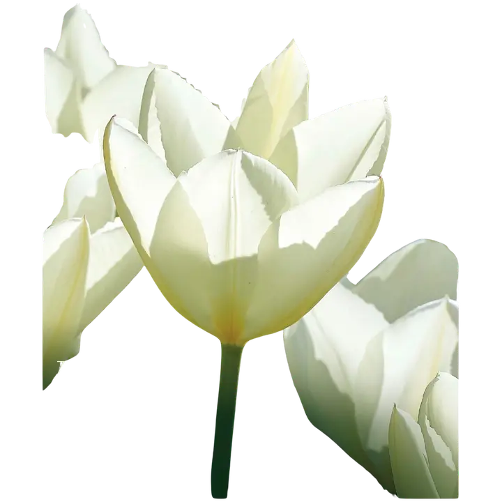 Tulppaani Purissima Z11-12, 7 kpl