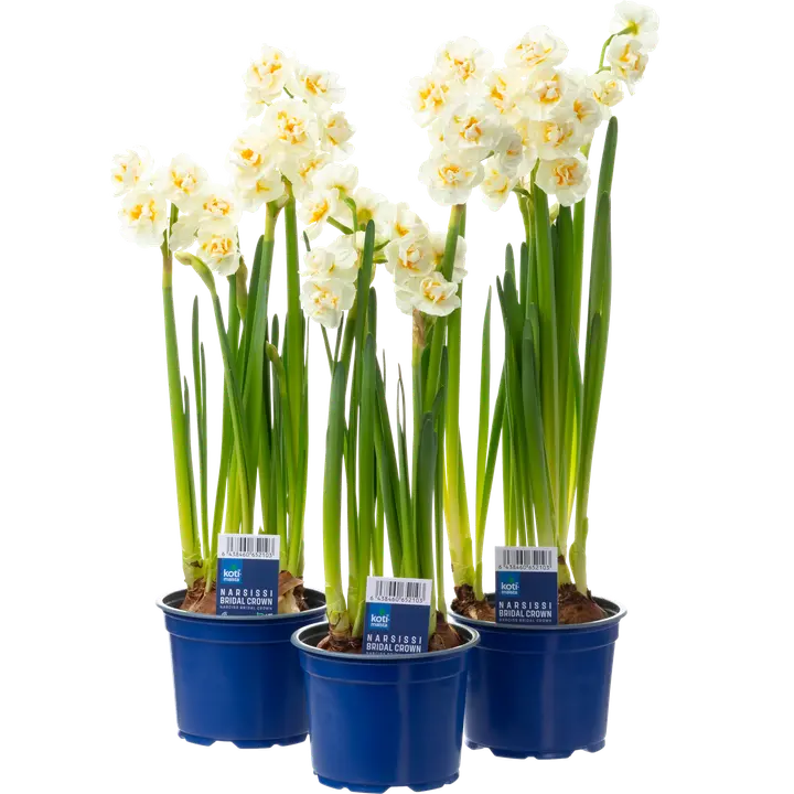 Nartsiss Bridal Crown