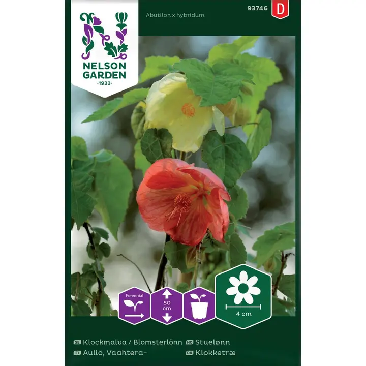 93746 abutilon hybridum
