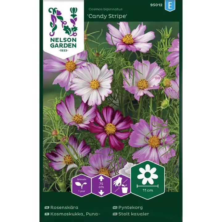 95012 kosmose lill candy stripe