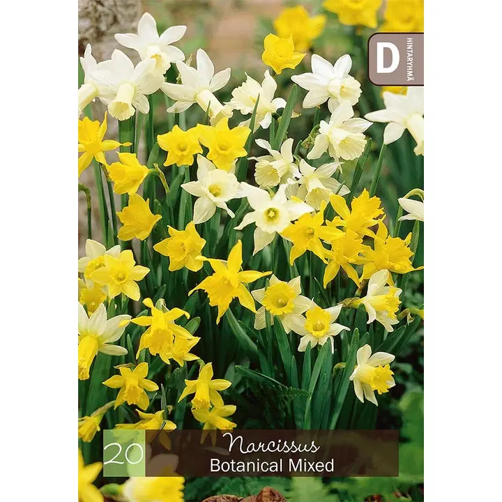 Narsissi, Narcissus Botanical sekoite Z10/12, 20kpl