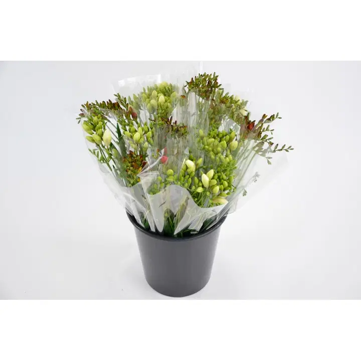 Freesia, lajitelma, 7 oksaa, 40cm