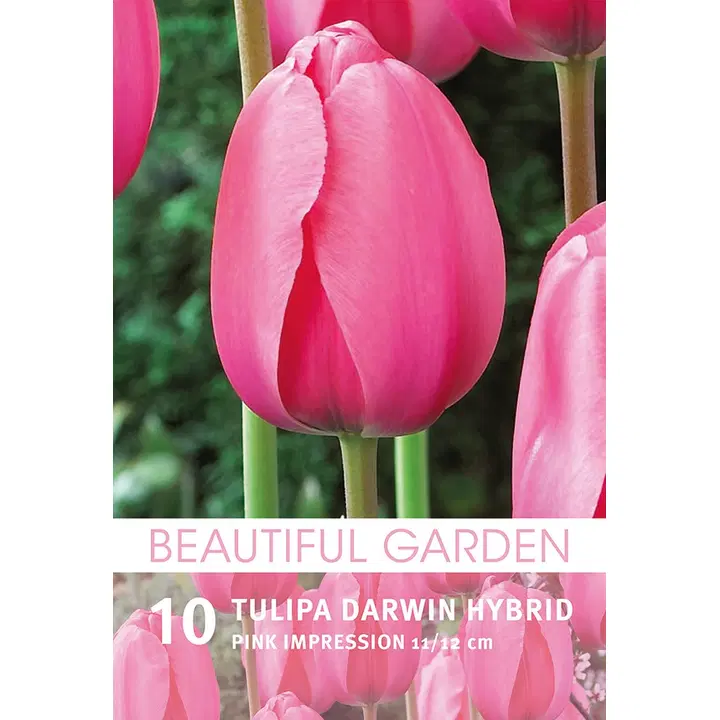 Darwintulppaani Pink Impression 10kpl