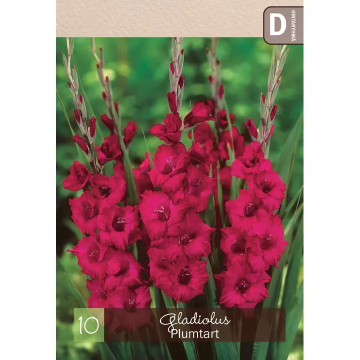 Gladiolus 'Plumtart' 10kpl