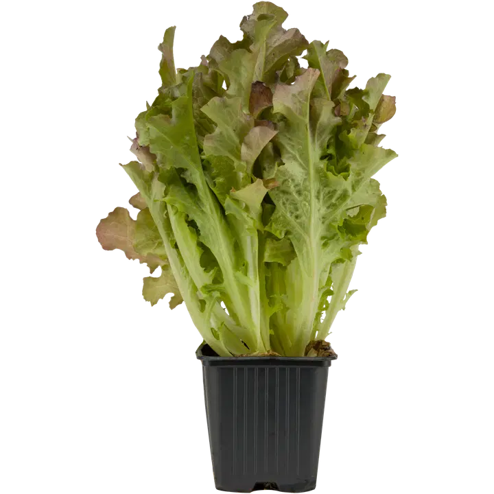 Kaarlo Kanin Tammenlehtisalaatti ruukku