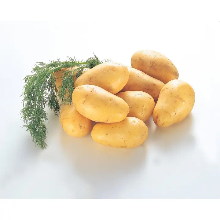 Peruna Afra