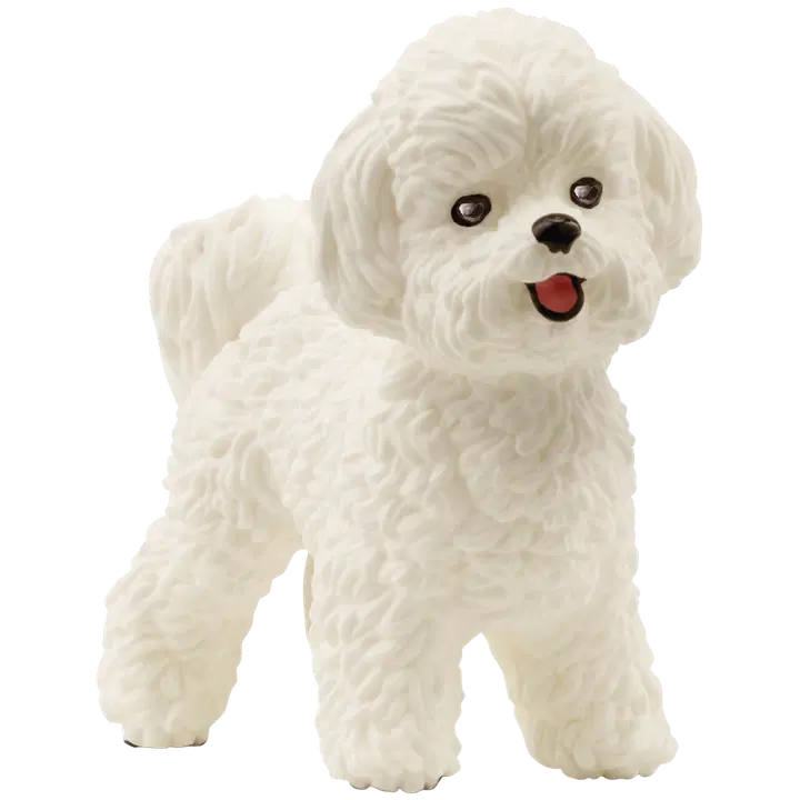 Bichon frise koer