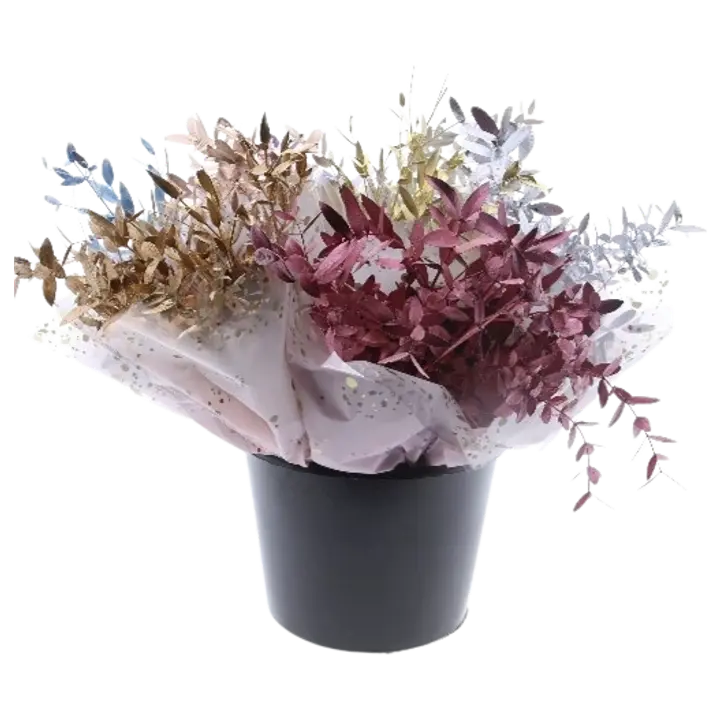 Eucalyptys Parfivolia, lajitelma, 3 oksaa, 50cm