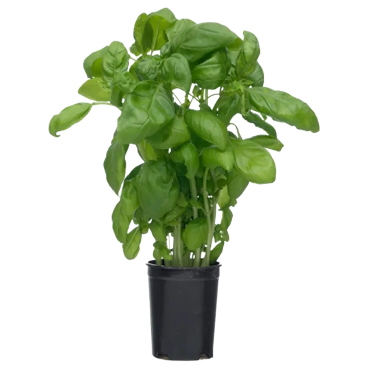 Basiilik potid GrüneFee