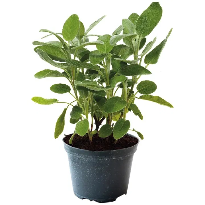 Ruukkusalvia 120 g