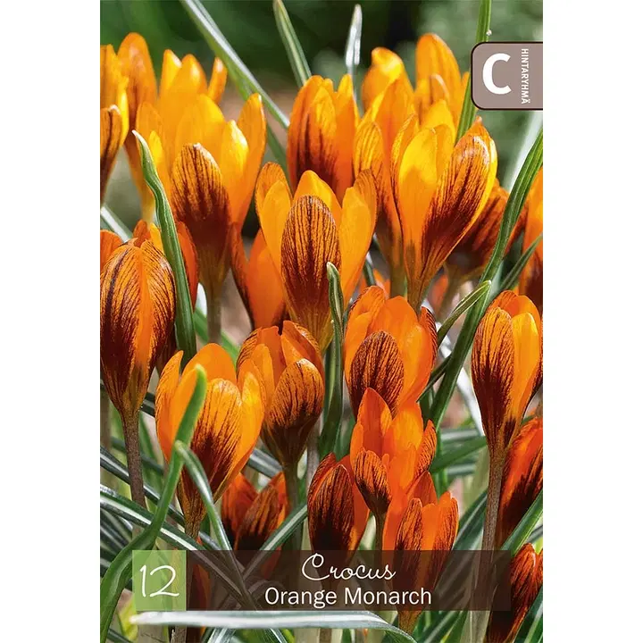 Kultasahrami, Crocus Orange Monarch Z5/7, 12kpl