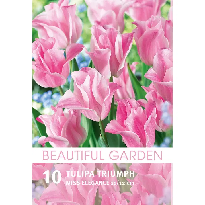 Tulppaani Miss Elegance 10kpl