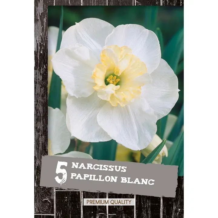 Narsissi Papillon Blanc 5kpl