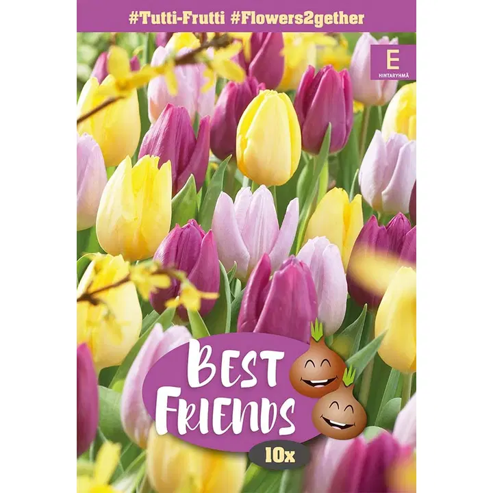 Tulppaani, Tulipa Tutti-Frutti Blend 11/12, 10kpl