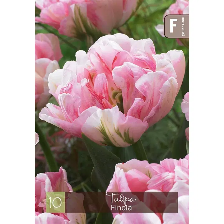 Tulppaani, Tulipa Finola 11/12, 10kpl