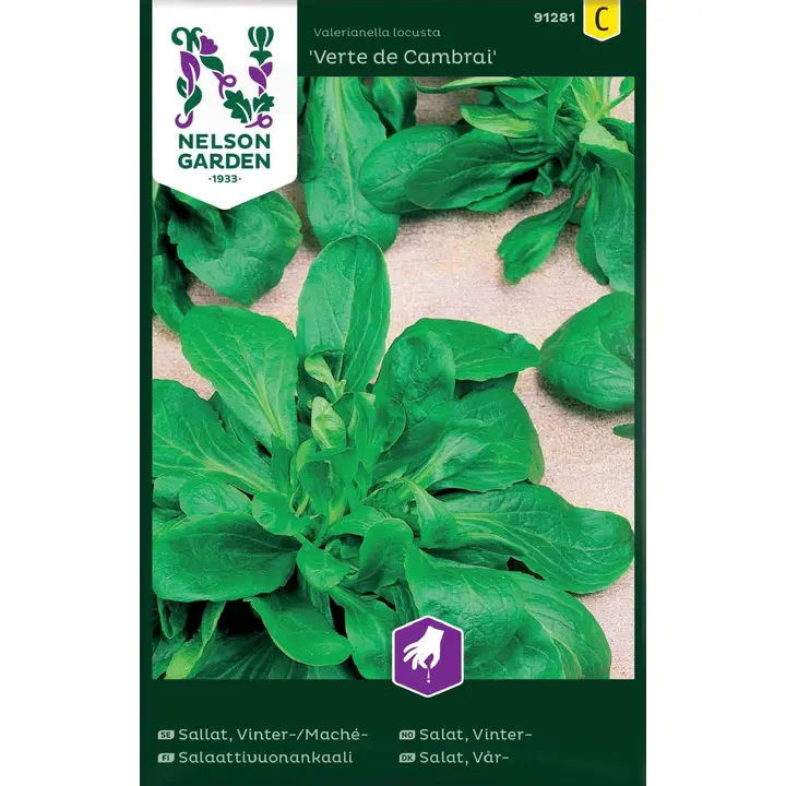 91281 salat vert de cambrai