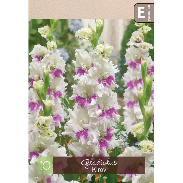 Gladiolus 'Kirov' 10kpl
