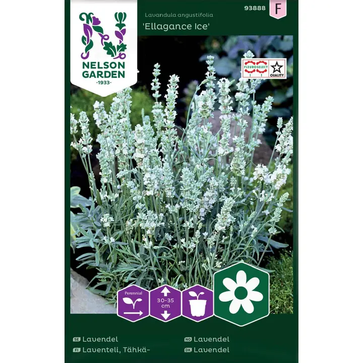 93888 lavendel ellagance ice