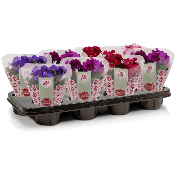 Huone-esikko mix 12 cm