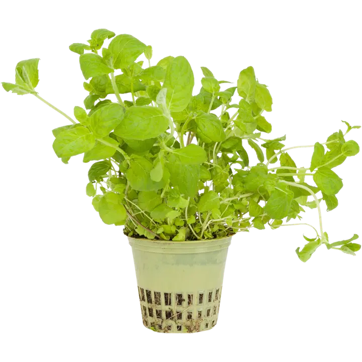 Torrbacka Trädgård minttu ruukussa