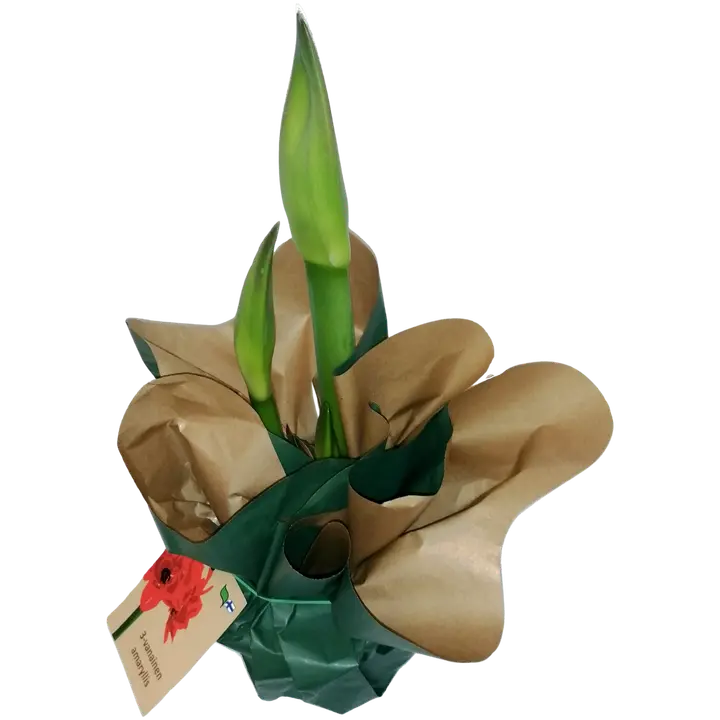 Amaryllis, Hippeastrum x hortorum, erikoislajikkeet, 3-4 vanaa, lajitelma