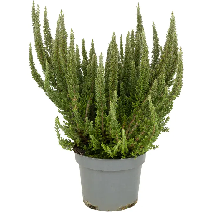 Kanerva Calluna vulgaris Skyline rk 12 cm, erilaisia