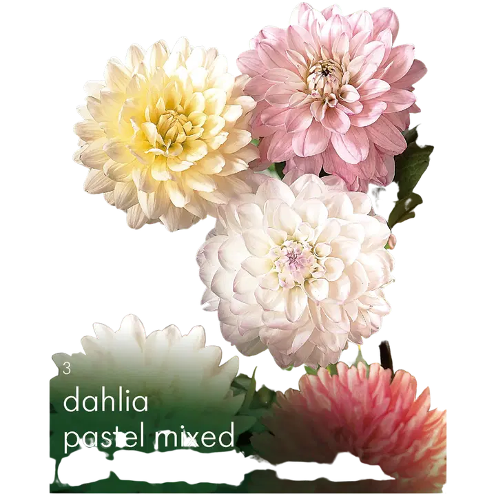 Dahlia Pastellisekoite 3kpl