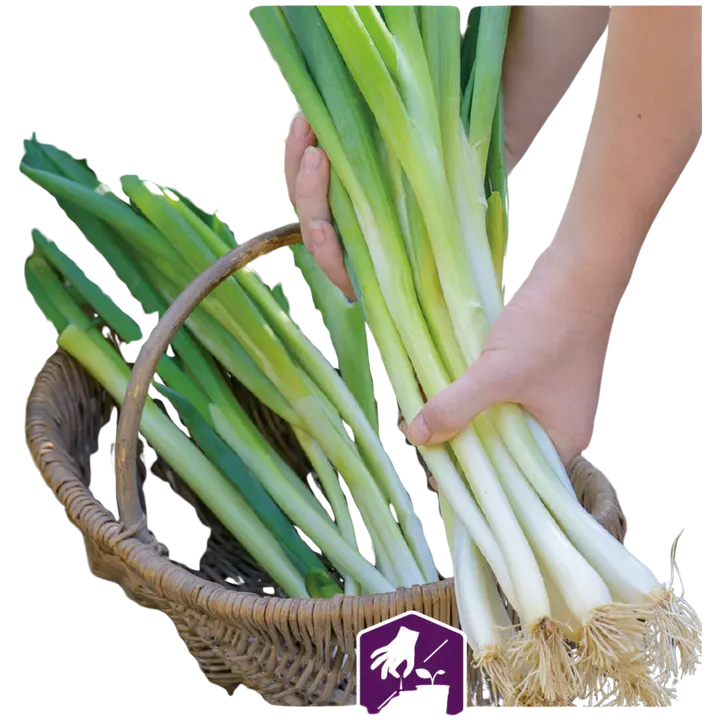 85590 sibul long white ishikura