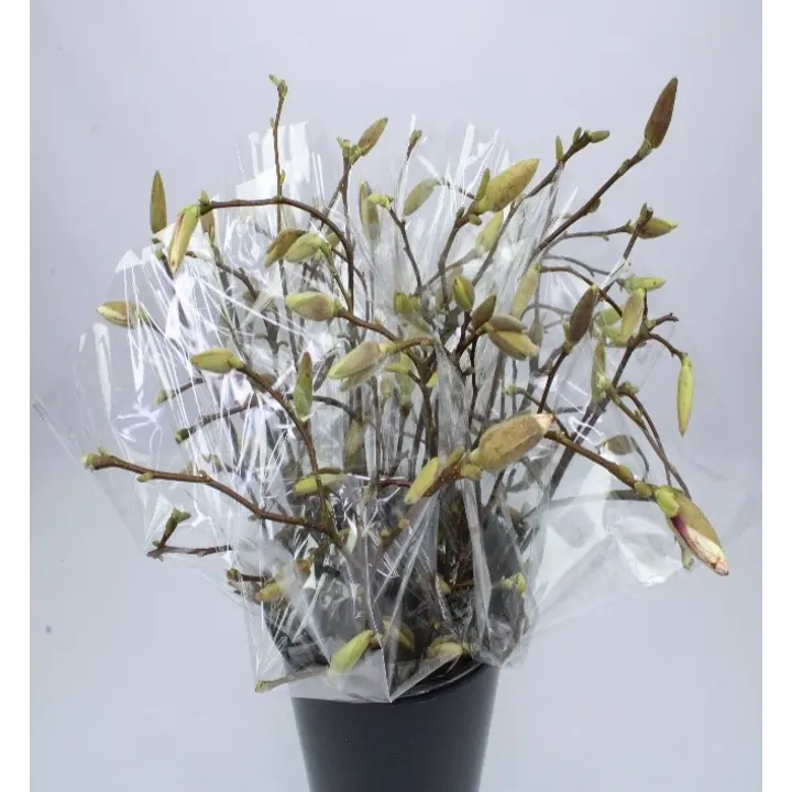 Magnolia, 3 oksaa, 50cm