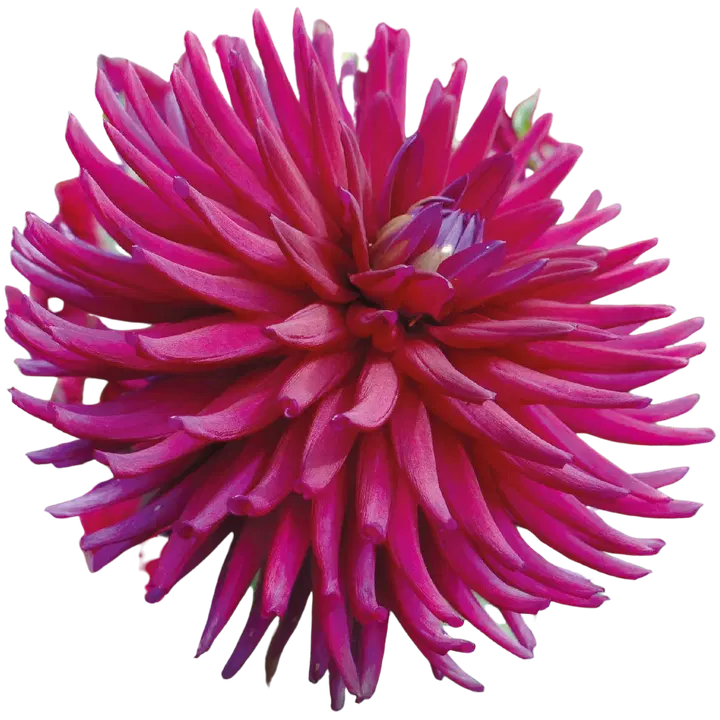 Daalia Ambition No.I x1