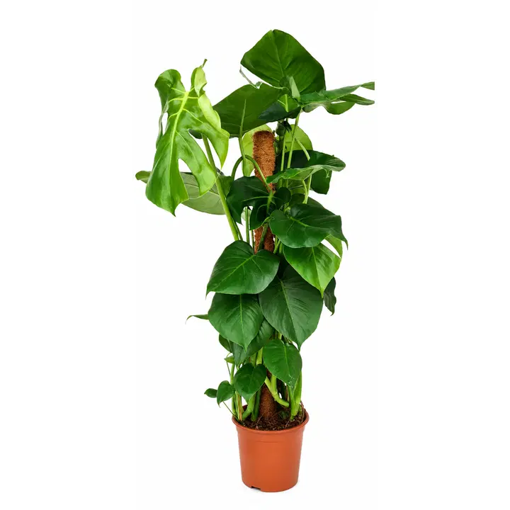Hiid - Monstera