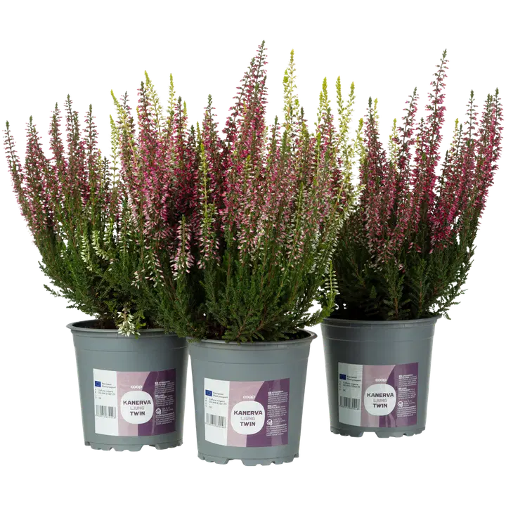 Coop Calluna vulgaris Twin, kaksivärinen aitokanerva, lajitelma