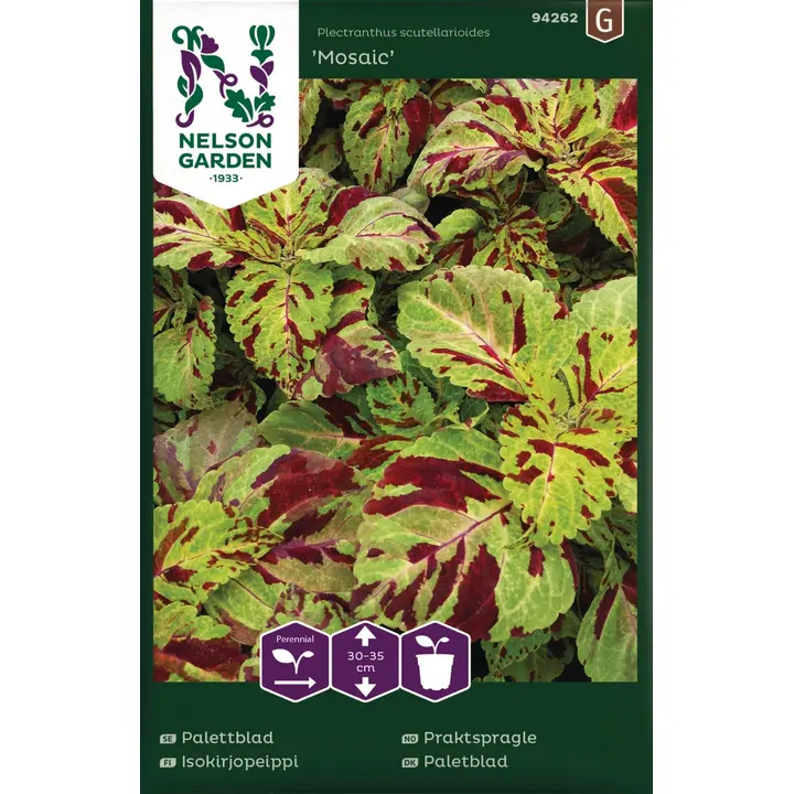 94262 coleus mosaic