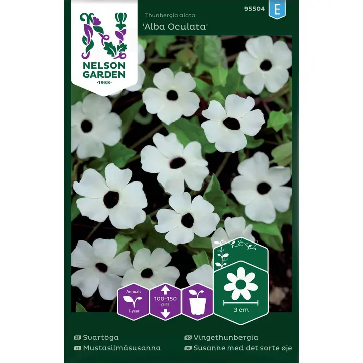 95504 susannaalba oculata