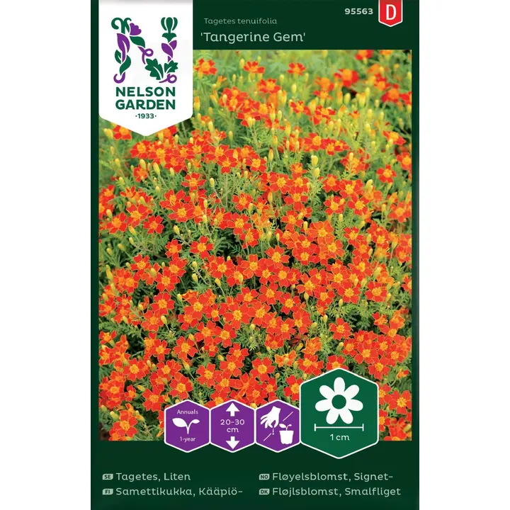 95563 tagetes tangerine gem