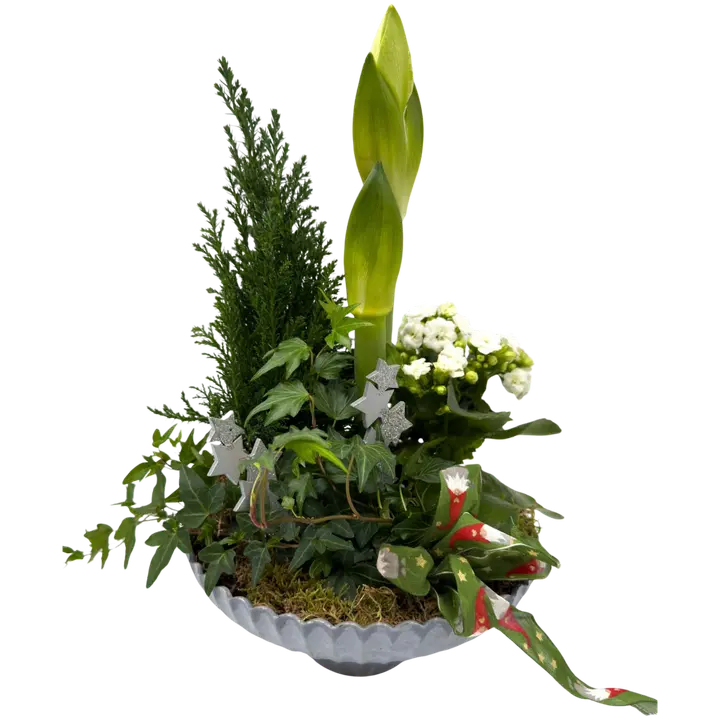 Istutus Joulumalja, kierrätysmuovista valmistetussa maljassa 2-vanainen amaryllis, lawsoninsypressi, muratti, tulilatva, sammal ja koristeita, astian koko 24x12cm