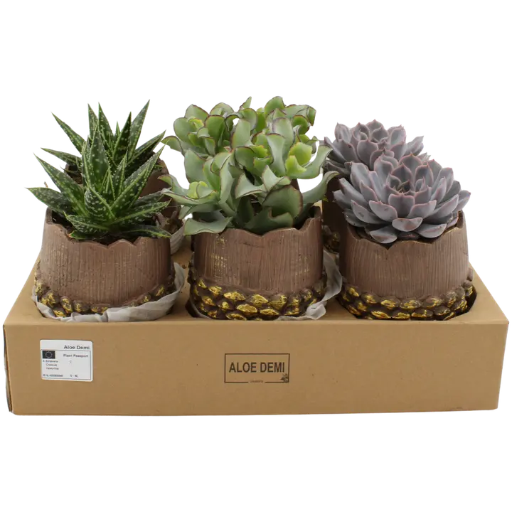 Erinevad taimed tõru potis