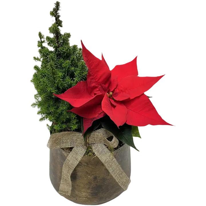 Kompositsioon Jõulutähega