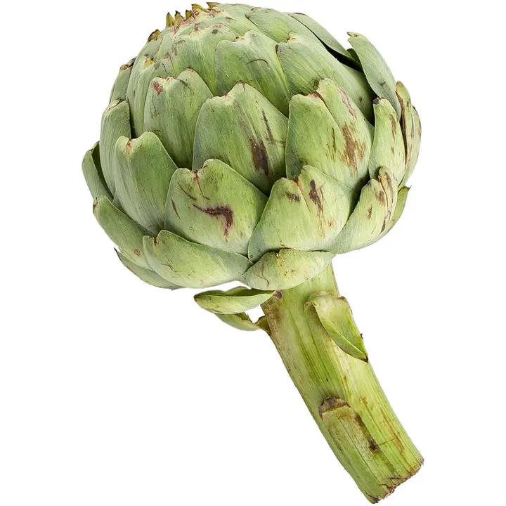 Latva-artisokka