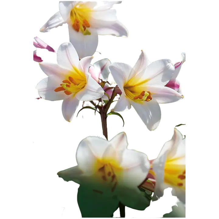 Kuningaslilja 14/16 x3