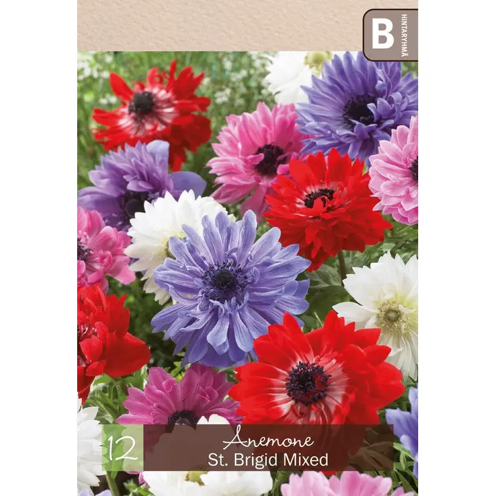 Kruunuvuokko St. Brigid sekoite 12kpl