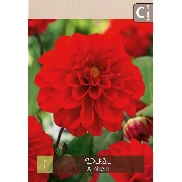 Koristedaalia 'Arnhem' 1kpl