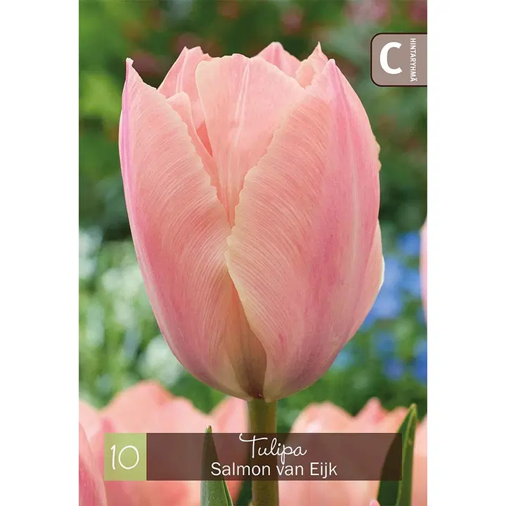 Tulppaani Salmon van Eijk Z11-12, 10kpl