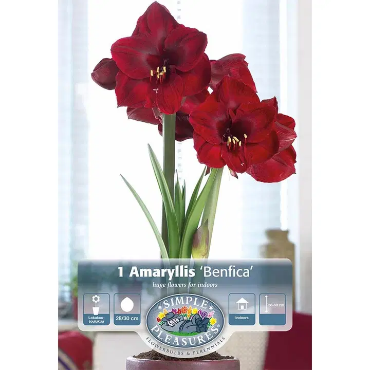 Amaryllissipuli Benfica 28/30, 1kpl