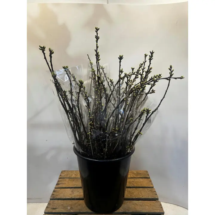 Kirsikanoksia, 10 oksaa, 60cm