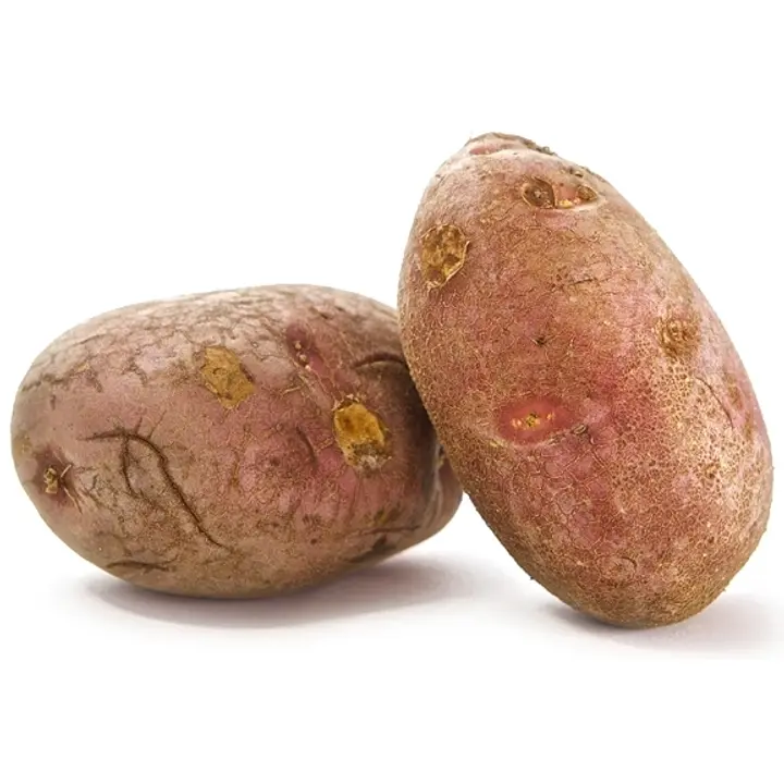 Pesty Uuniperuna Rosamunda